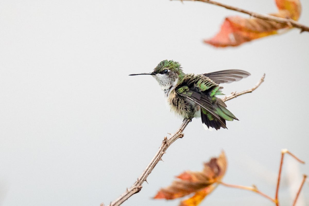 a Ruby-throated Hummingbird on a Stick