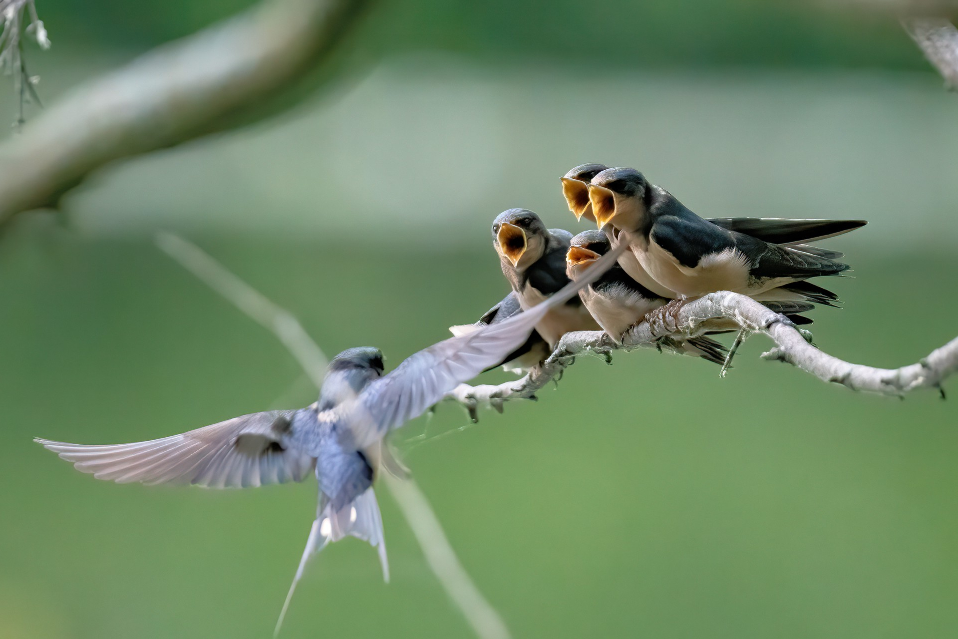 group of barn swallows on branch with mouths open