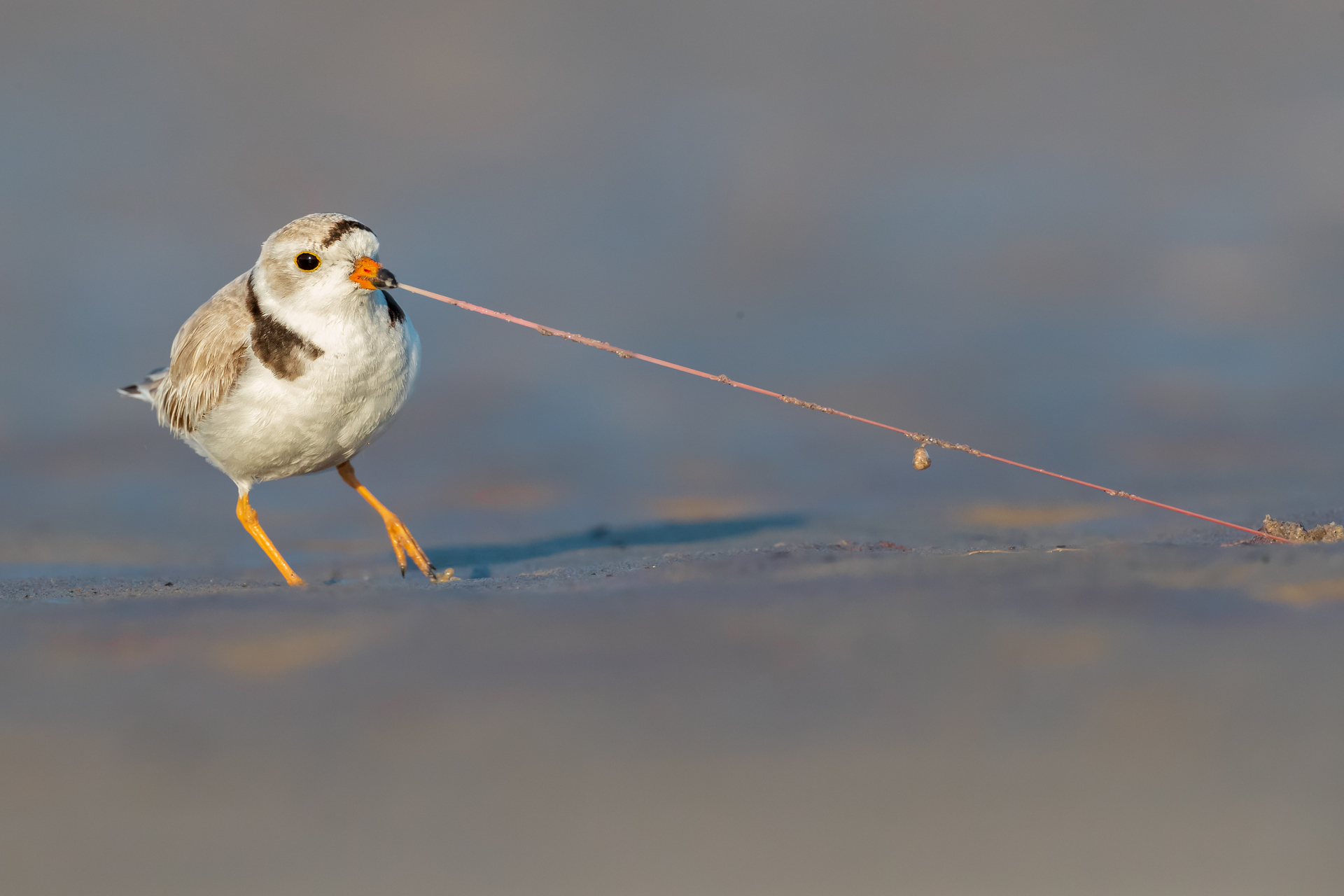 Piping plover pulling on worm