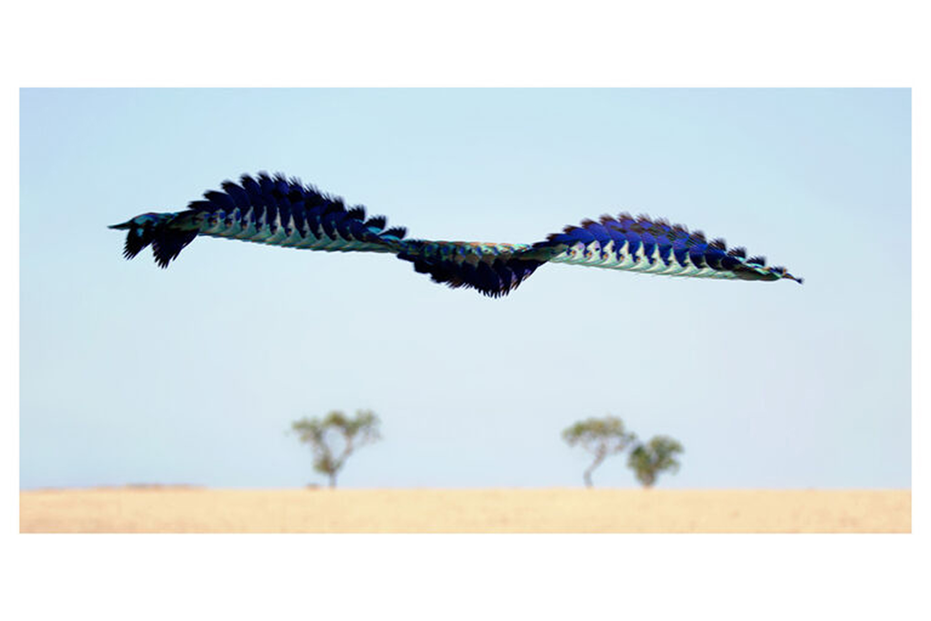 Timelapse photograph of a bright blue bird in flight
