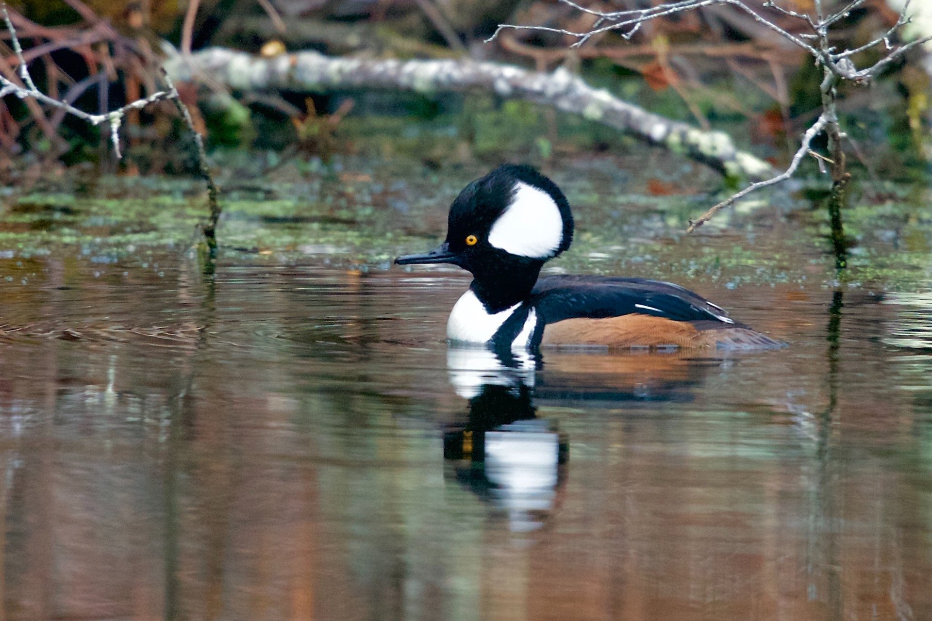 Hooded Merganser male © Walter Keenan