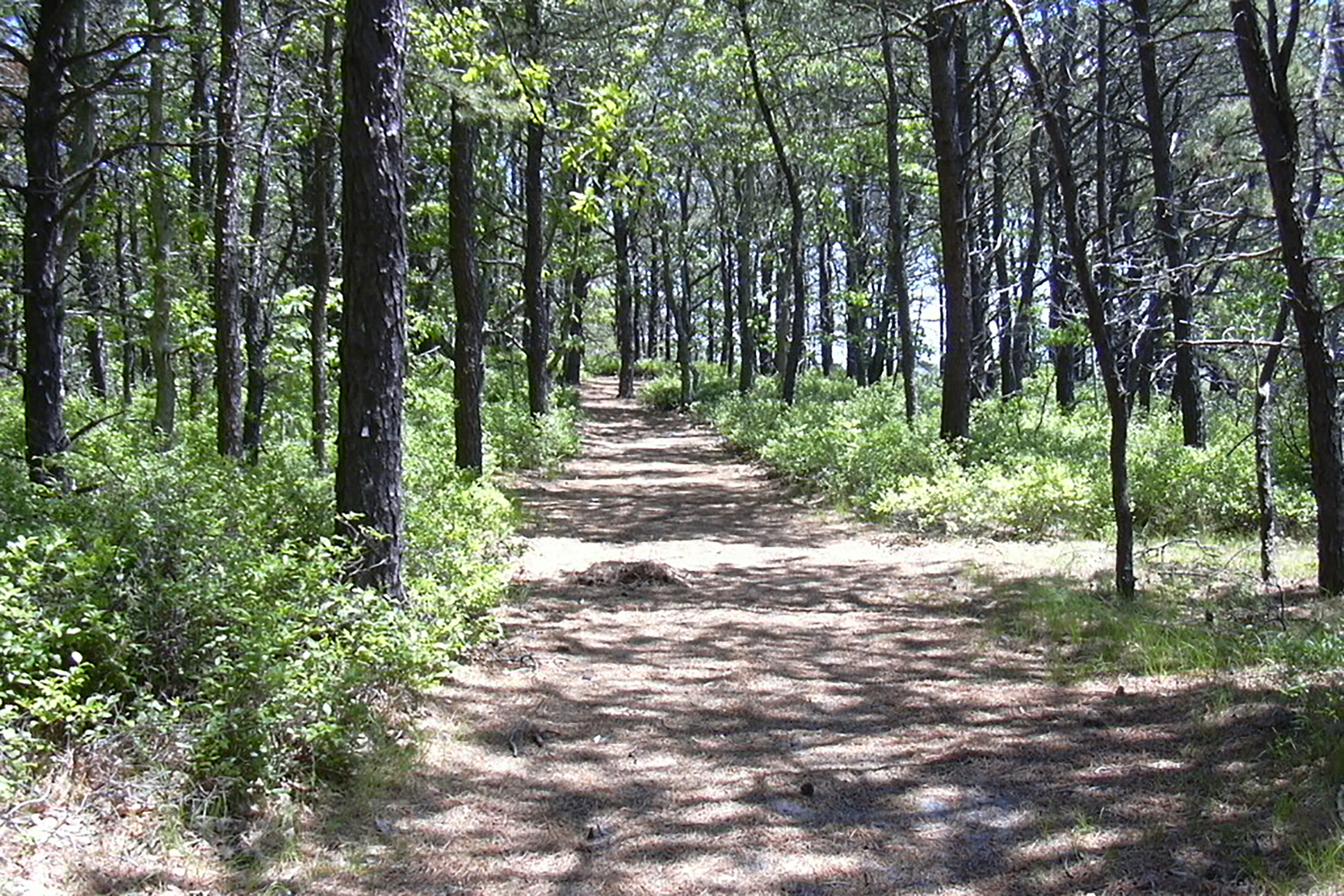 path leading through pine forest