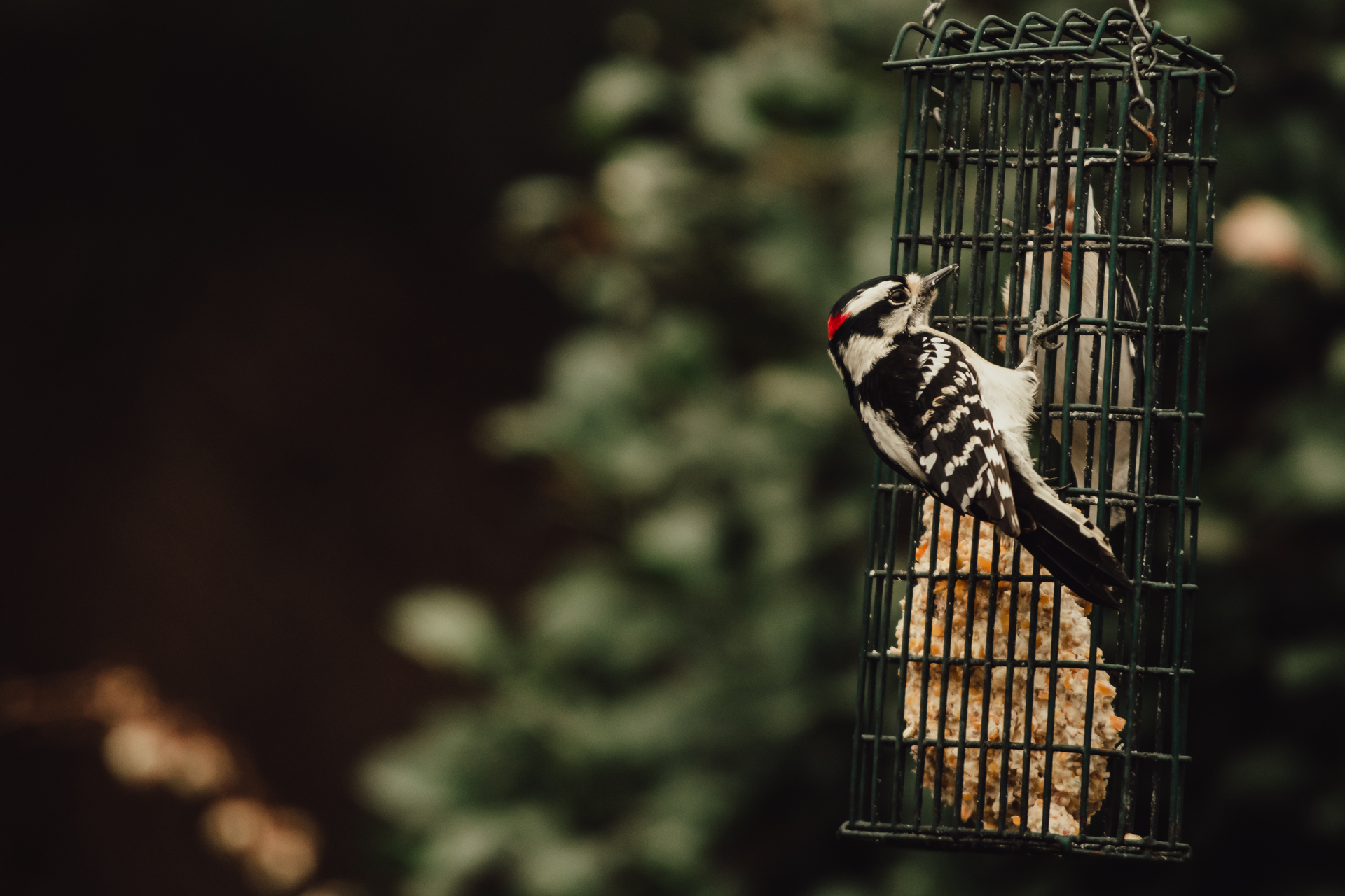 Woodpecker at a suet feeder