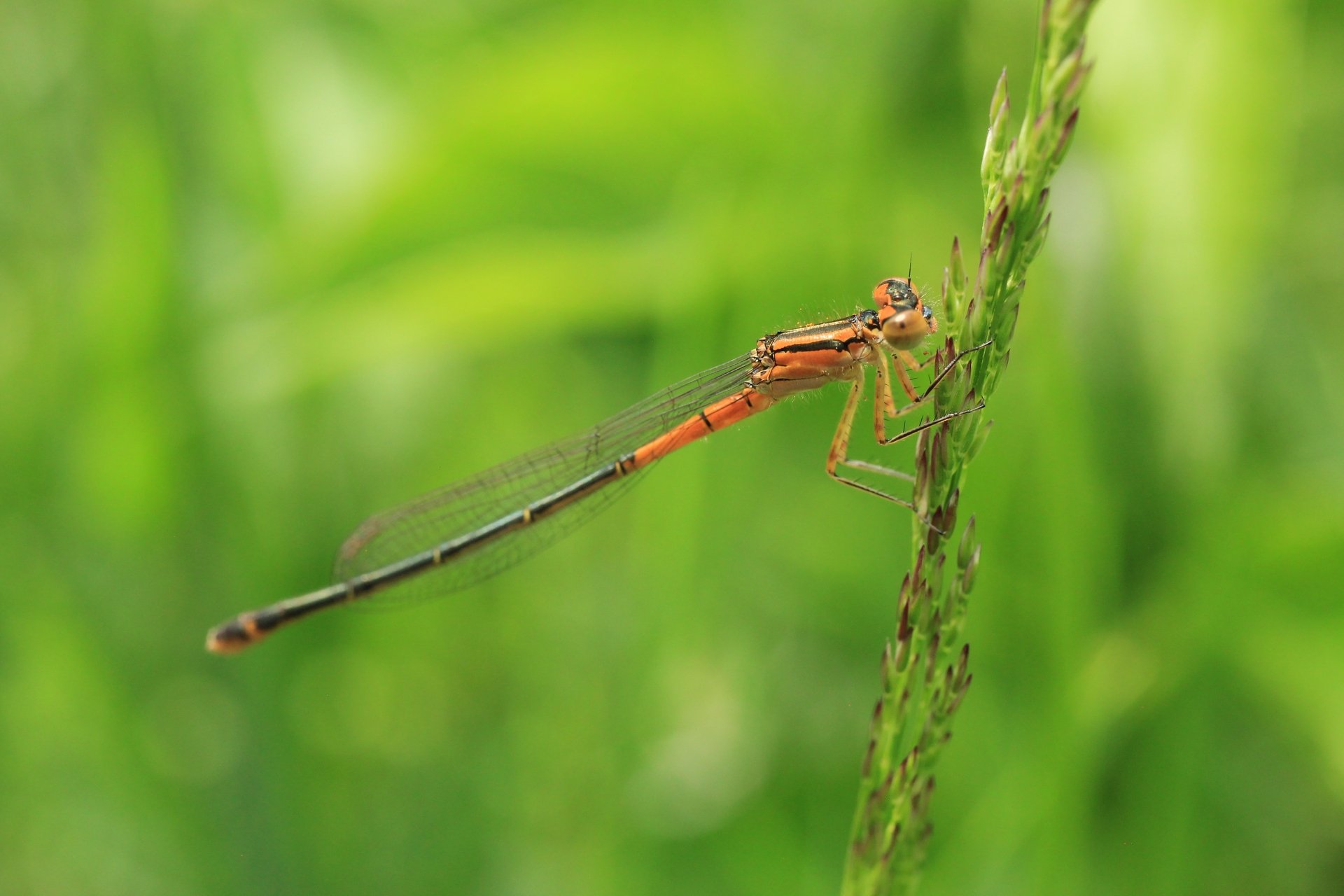 Damselfly on plant