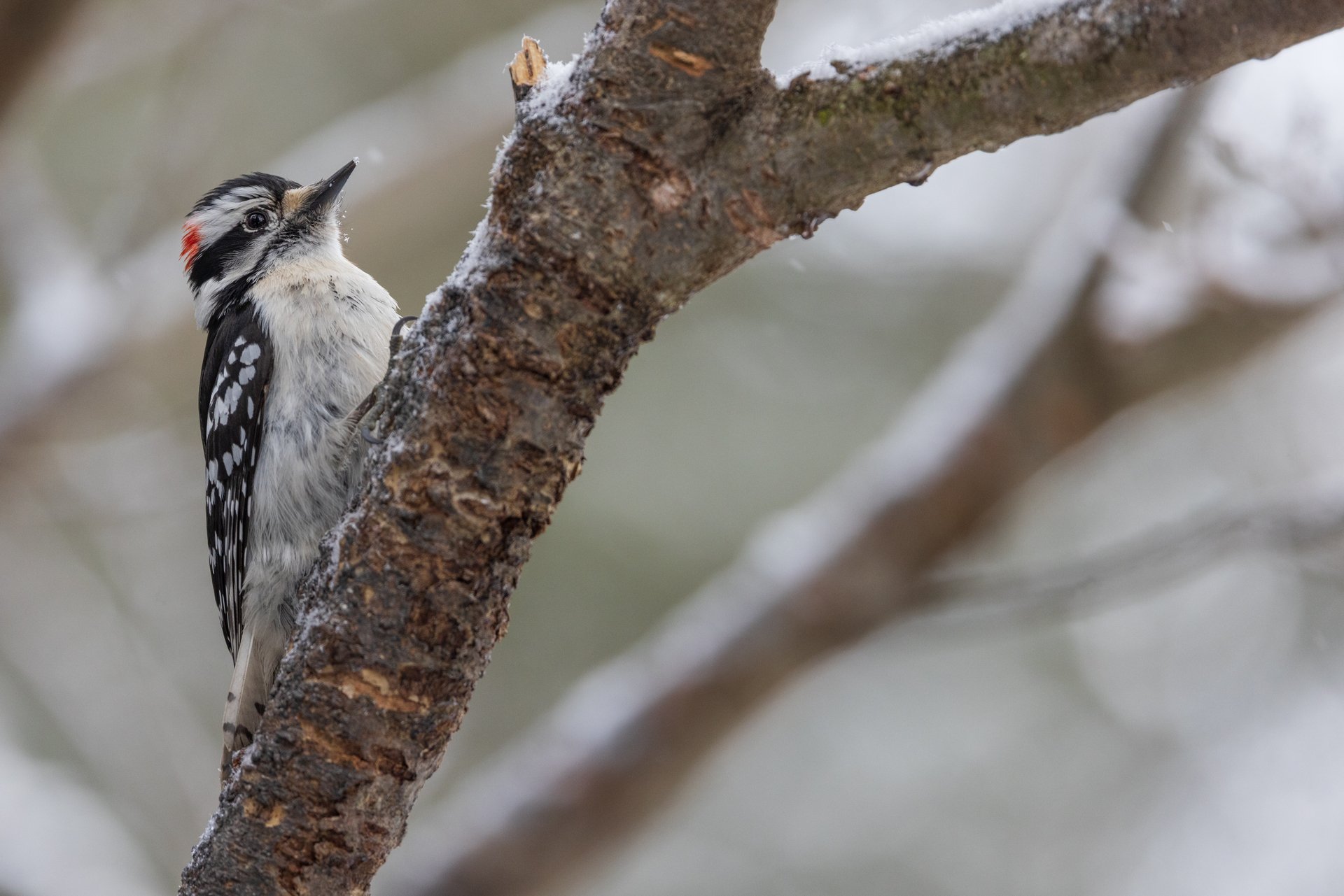 Downy Woodpecker perched on branch