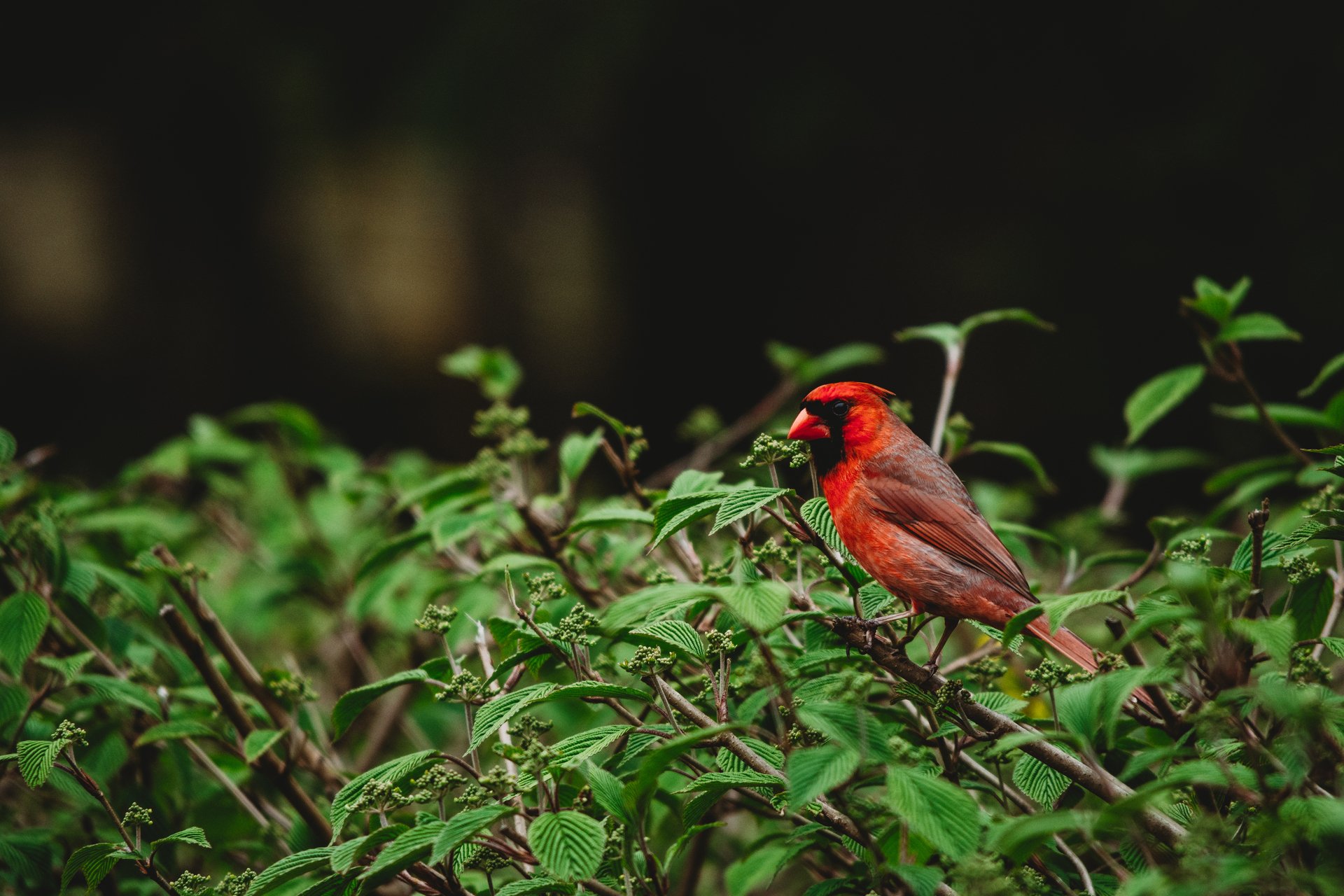 Red northern cardinal in green bush