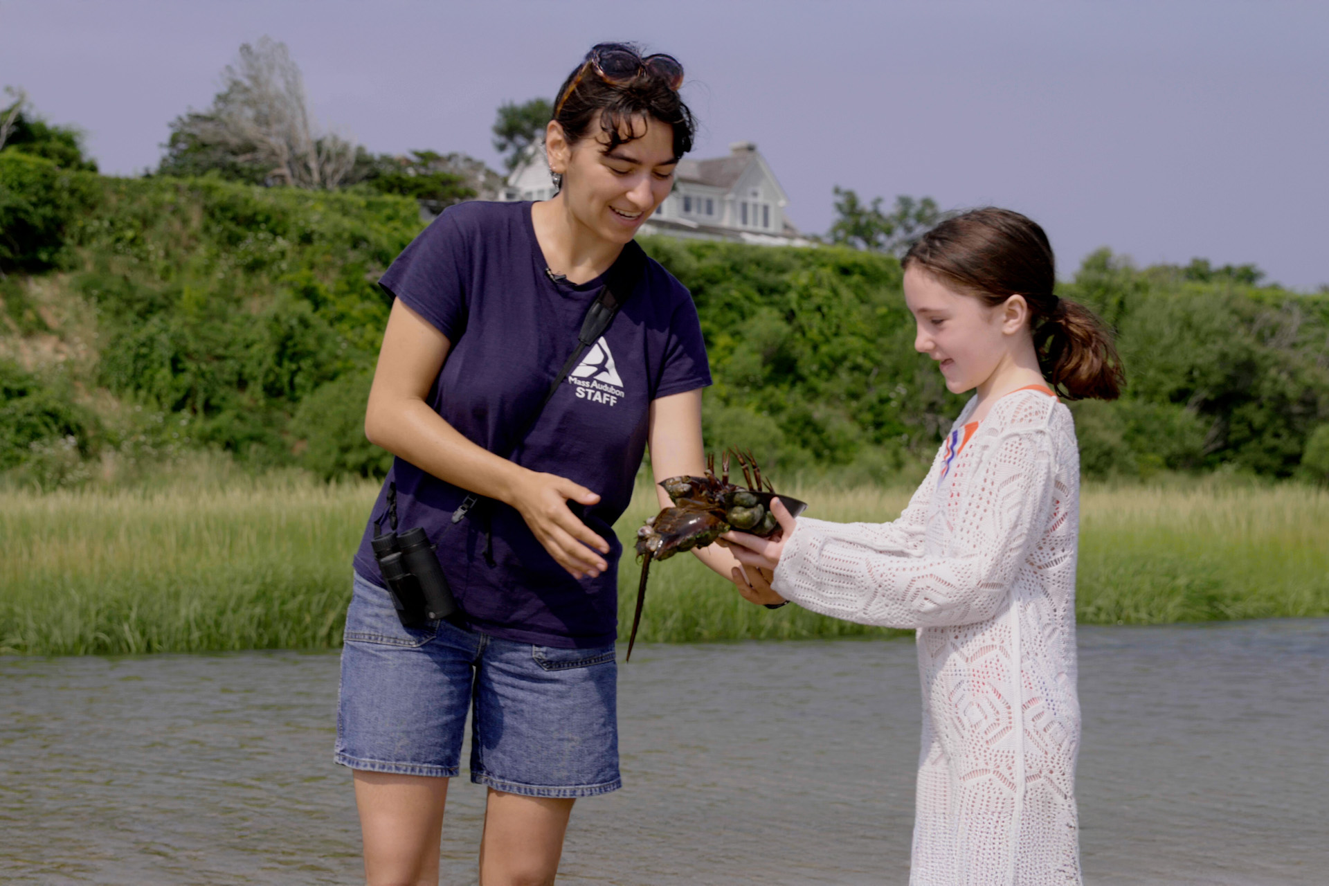 Mass Audubon staff and child looking at horseshoe crab together