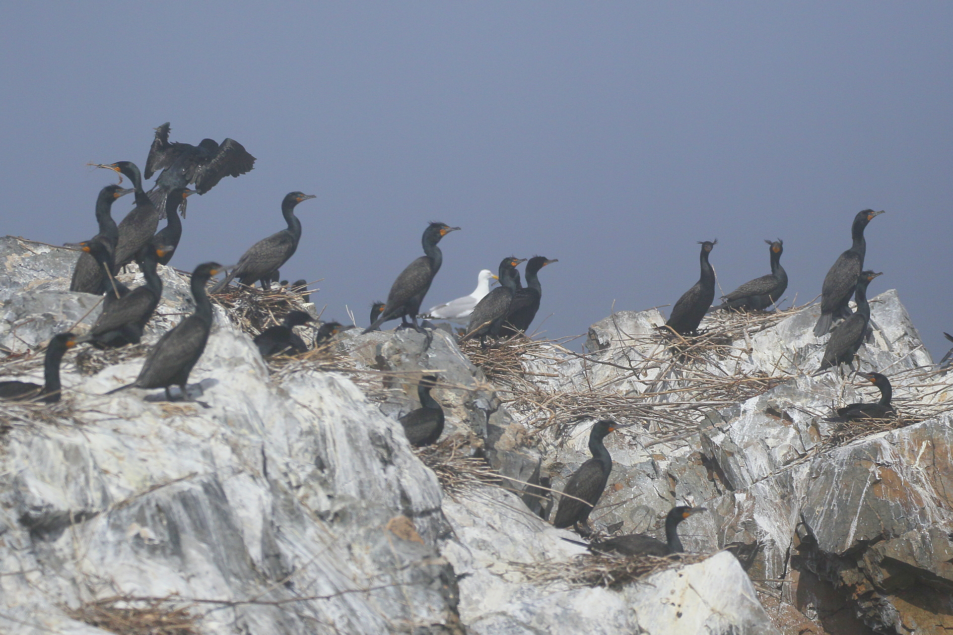 Group of Double-crested Cormorants on rocks. One gull also among the birds.
