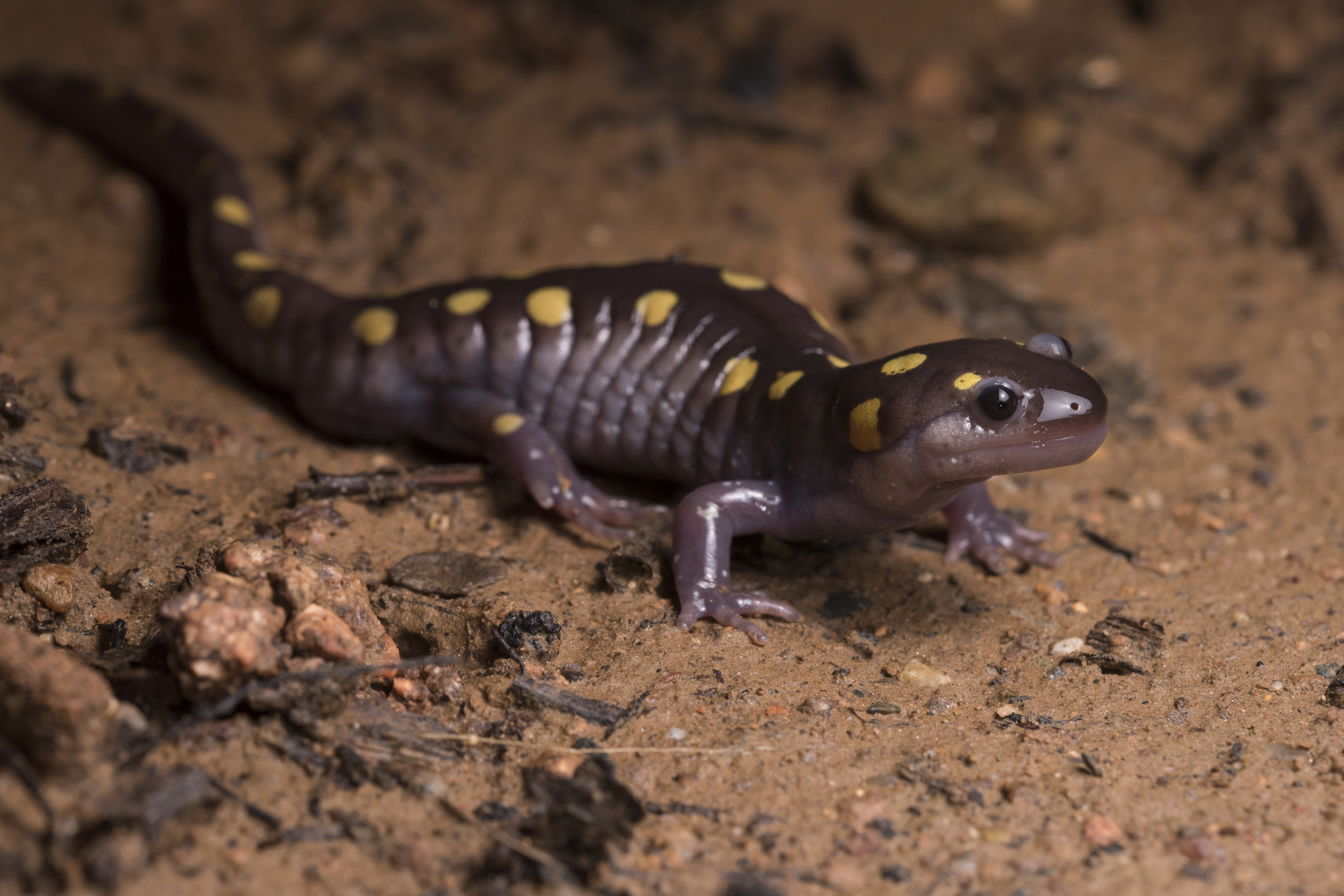 yellow spotted salamander