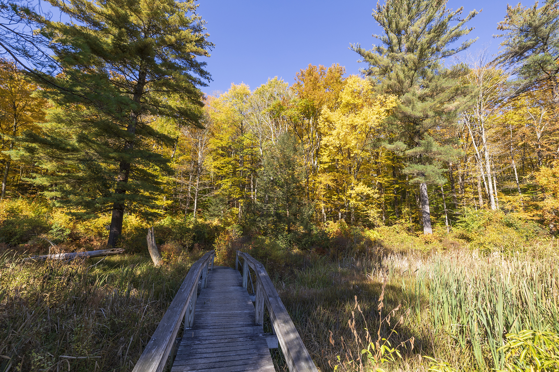 Wooden boardwalk through a fall forest and green pine.