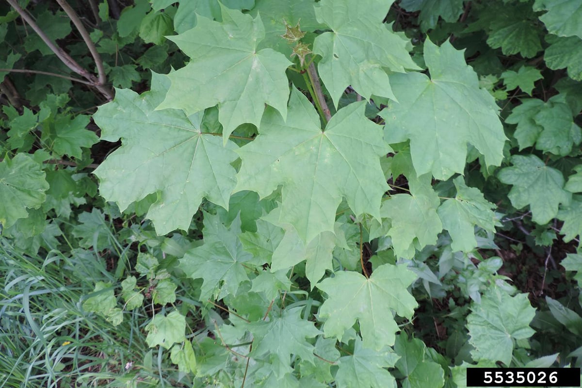 Norway maple leaves