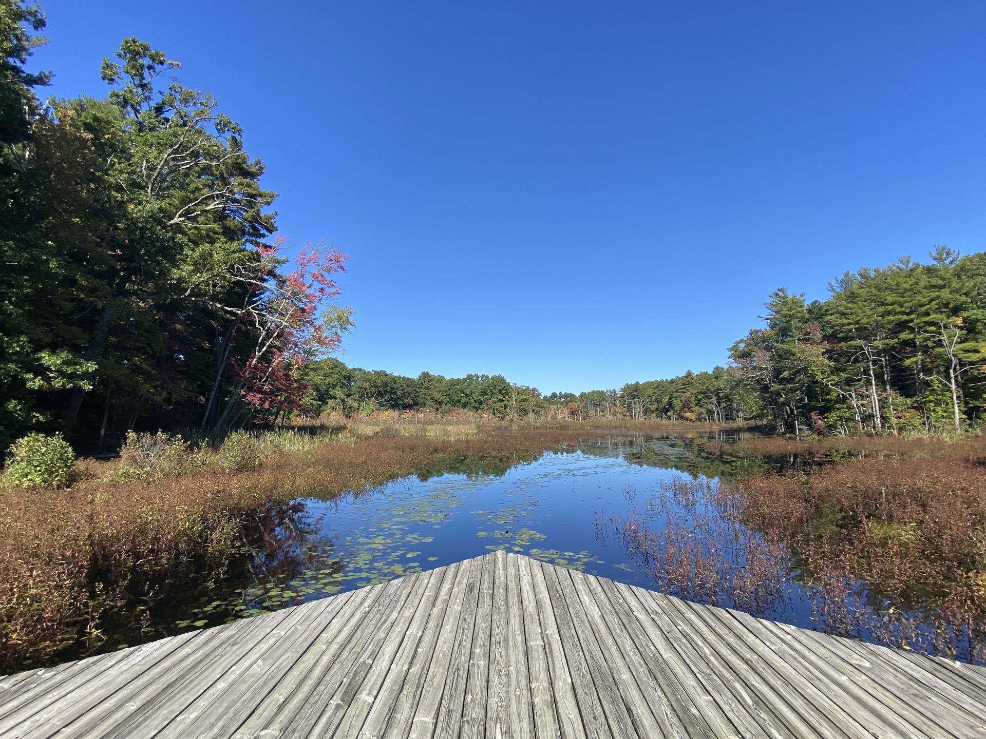 View from edge of boardwalk at Broadmoor overlooking wetland in fall