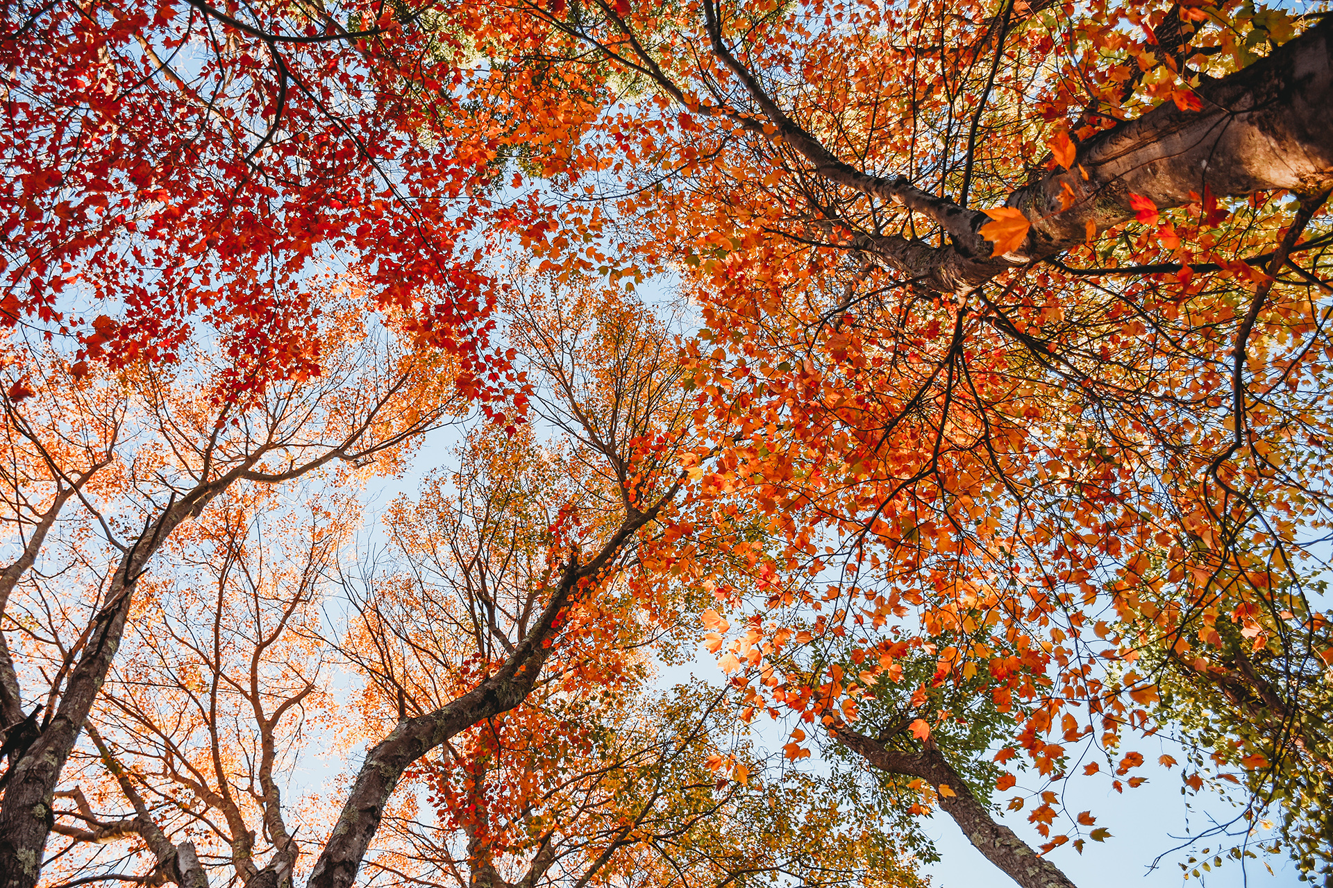 Looking up through an autumn tree canopy