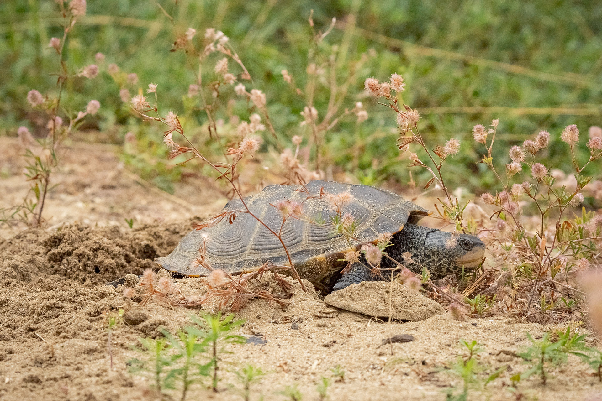 Diamondback Terrapin female nesting in sand