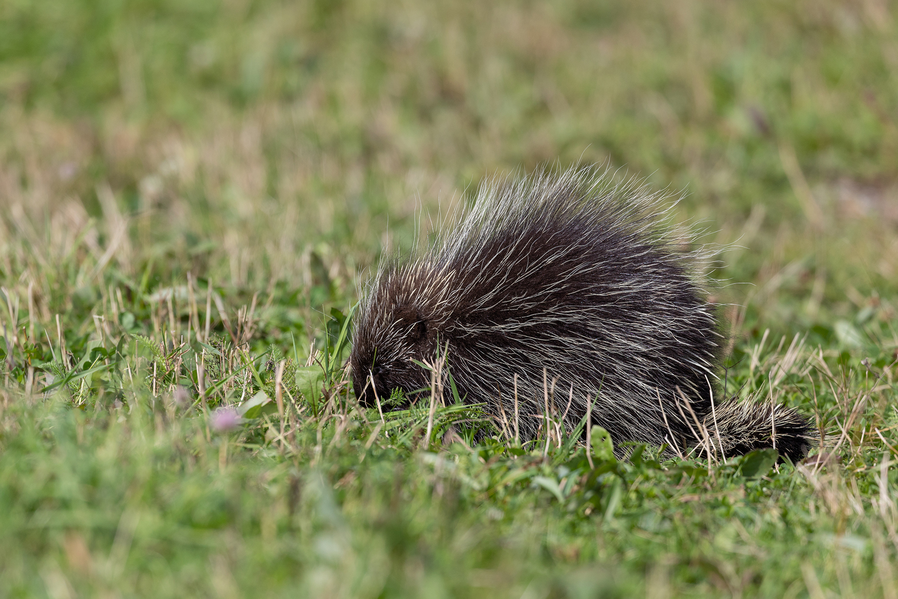Porcupine in a grassy field