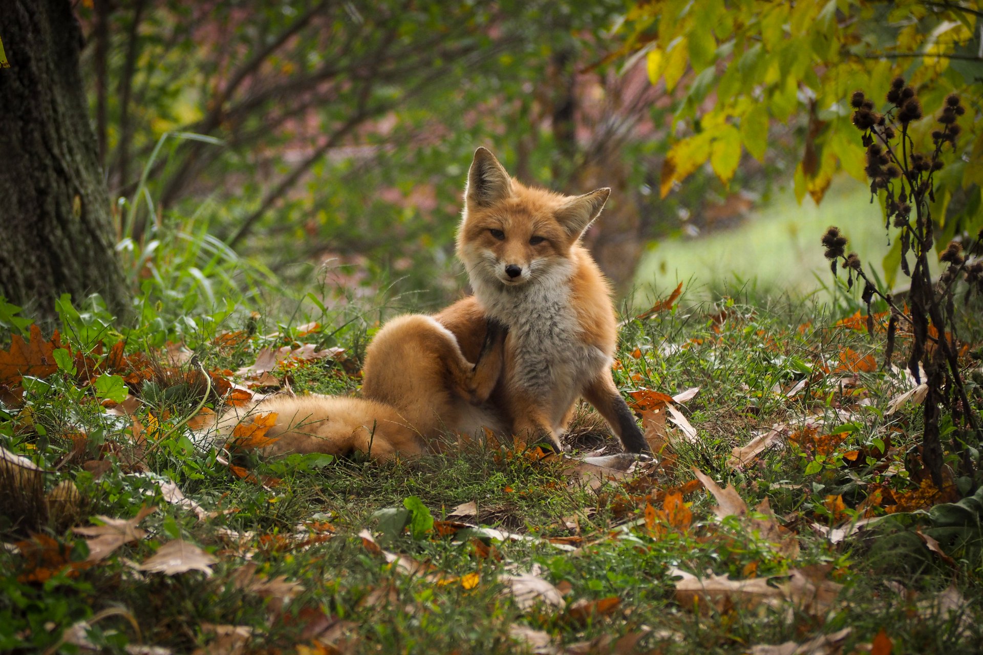 Red Fox scratching self in leaf covered ground
