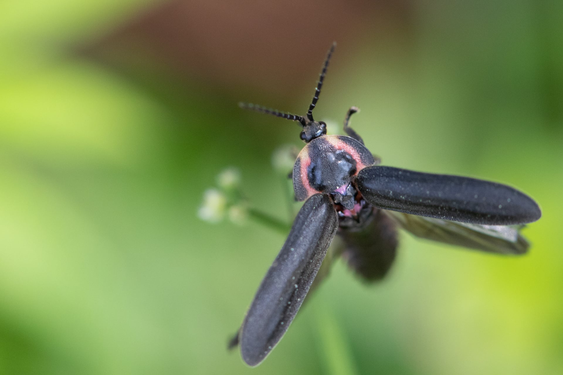 firefly