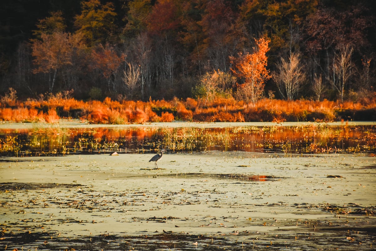 Great Blue Heron at Stony Brook in Fall