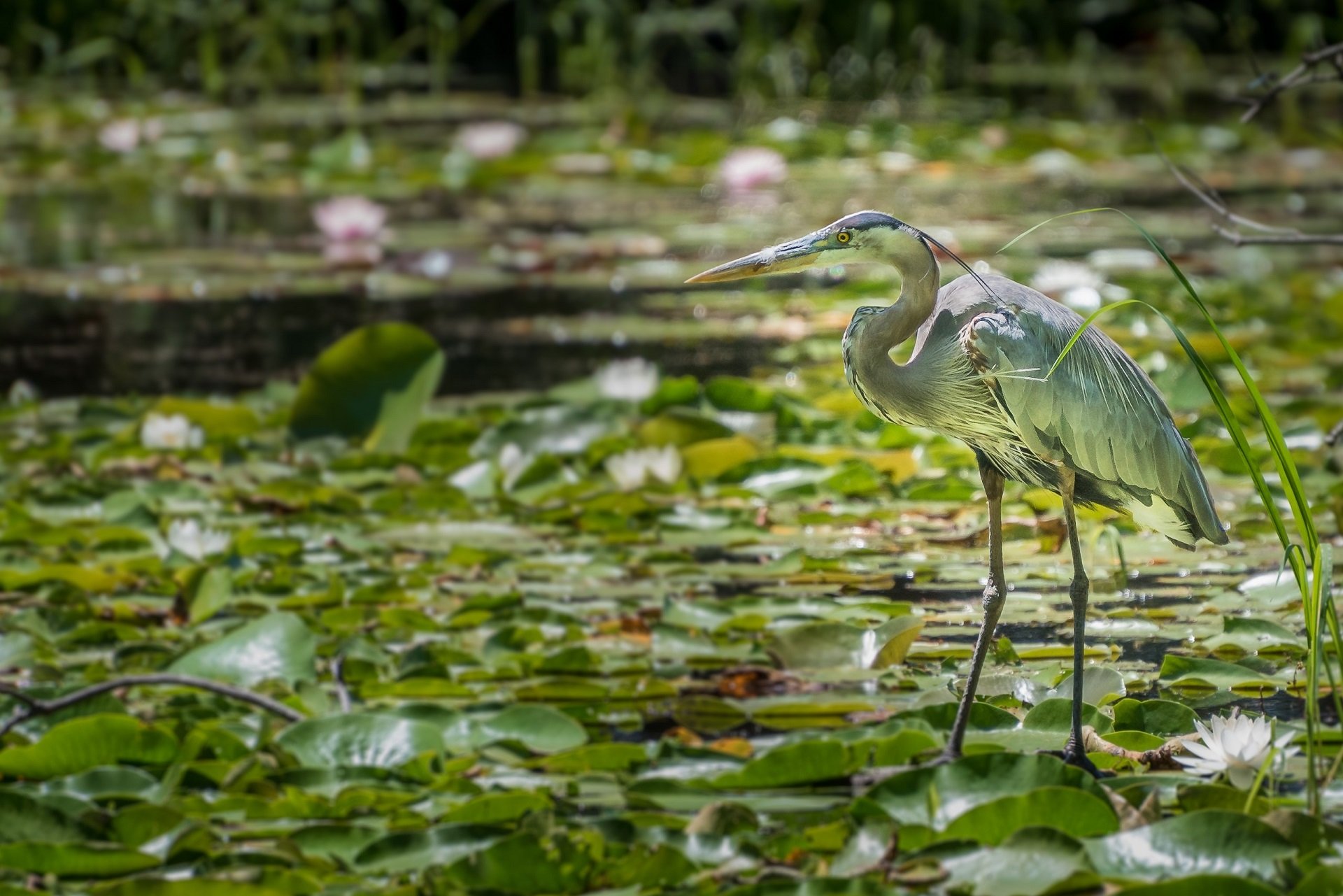 A Great Blue Heron stands amid lily pads in a river.