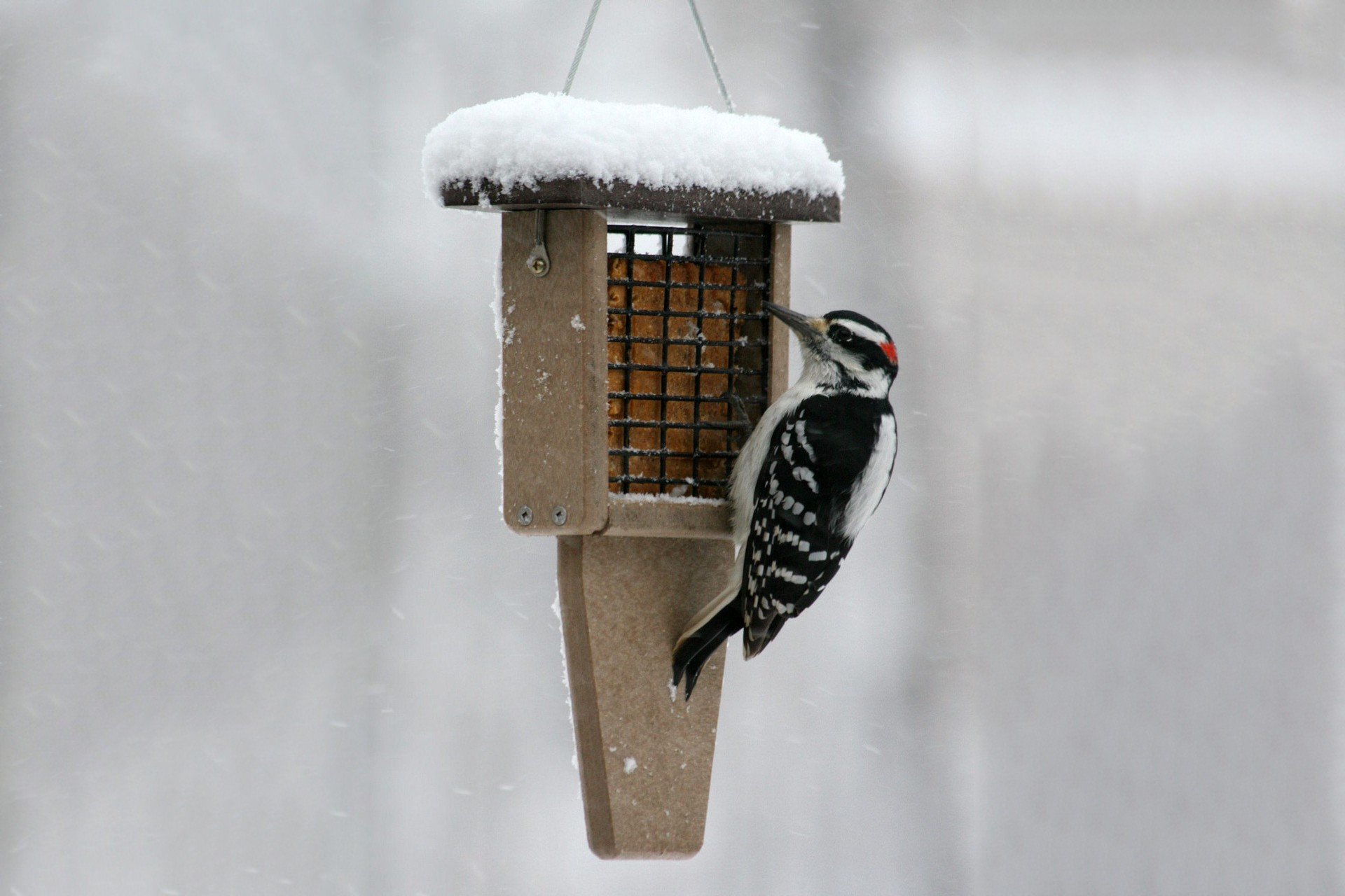 bird feeder with woodpecker