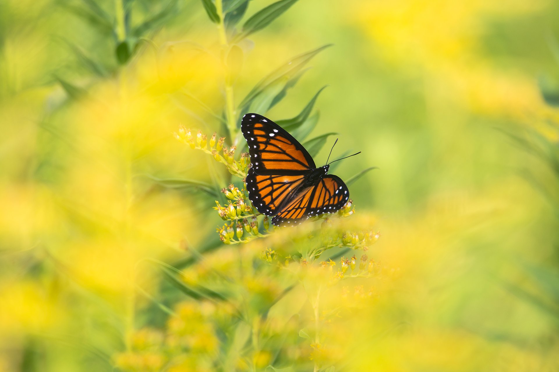 orange and black butterfly on yellow flowers
