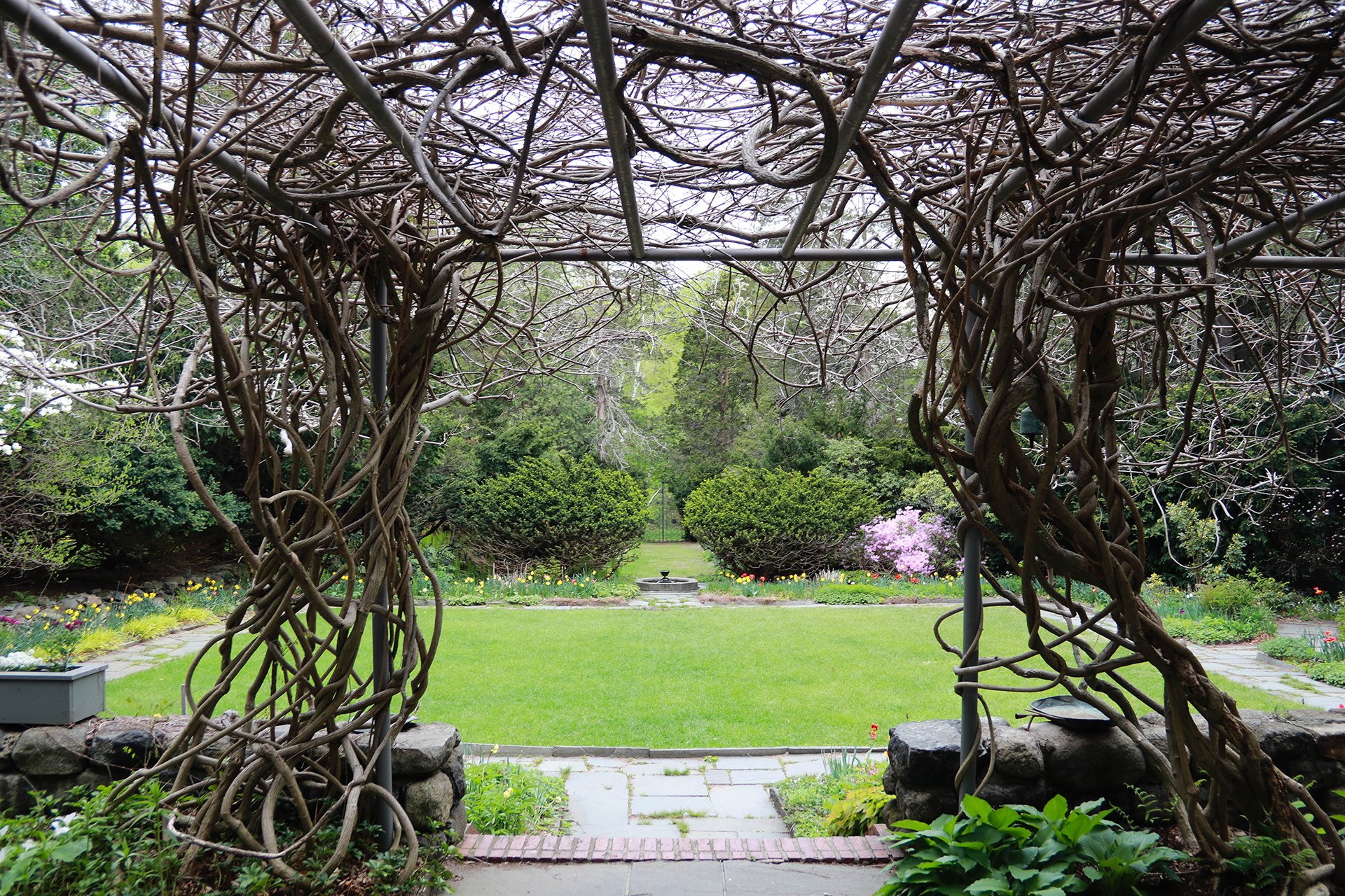 Looking out to Habitat's garden from a patio covered by vines