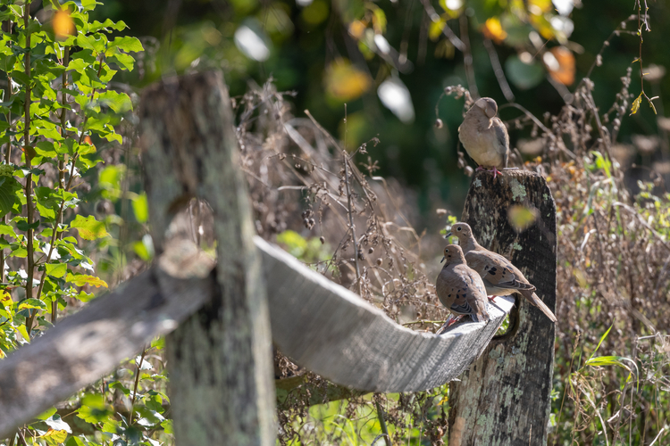 Three Mourning Doves stand on an old wooden fence with green and brown shrubs around them.