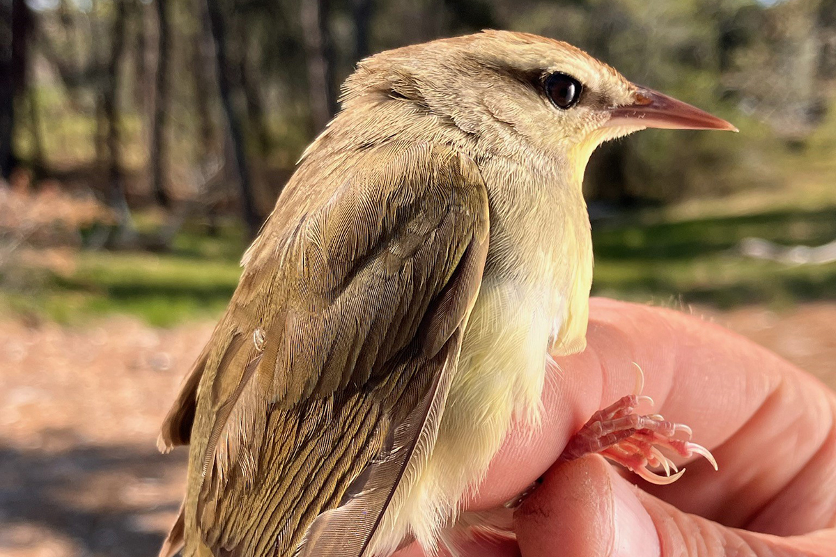 Brown bird being held in someone's hand