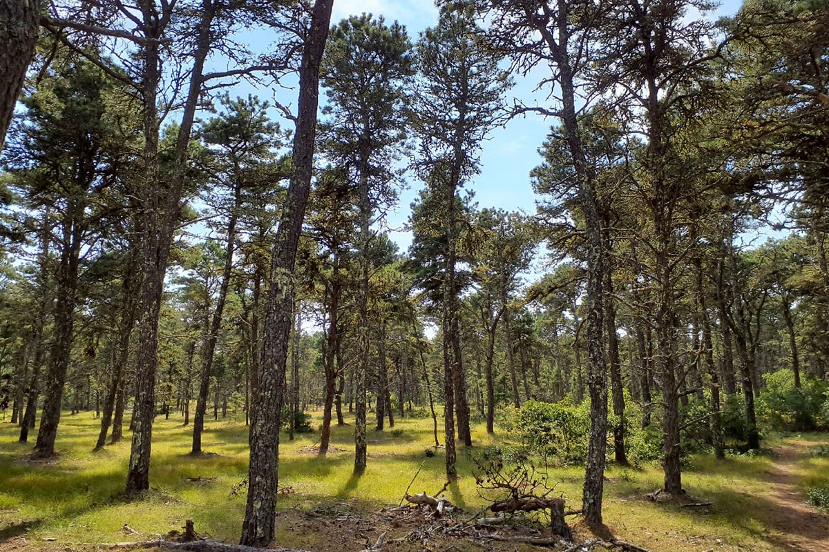 Pitch Pine Barrens at Lost Farm