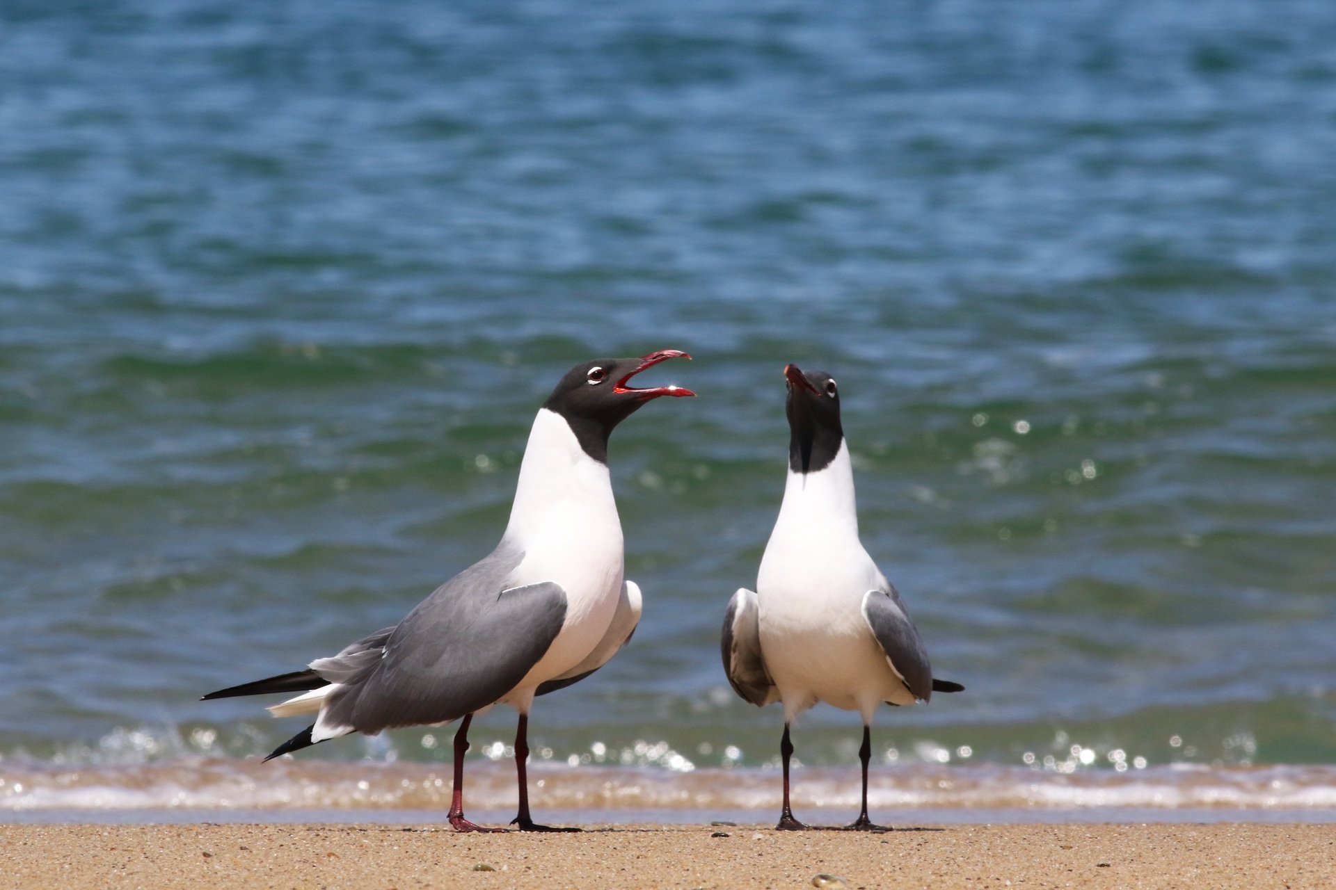 Laughing gulls by the water