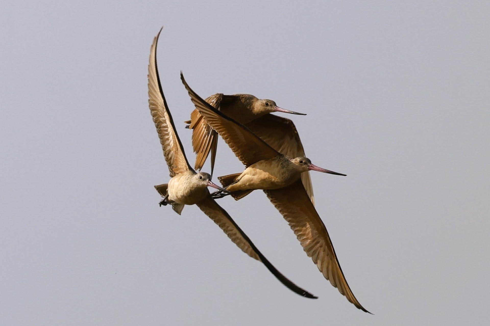 Three Hudsonian Godwits flying