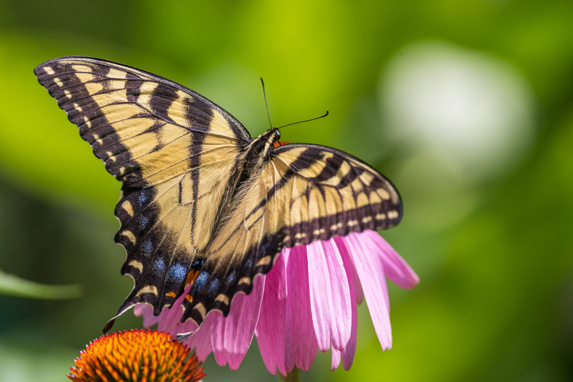 Yellow and black butterfly on pink flower