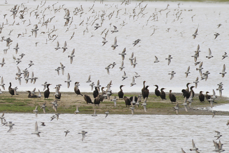 Dozens of white birds flying around 22 black birds on a small patch of land in water.