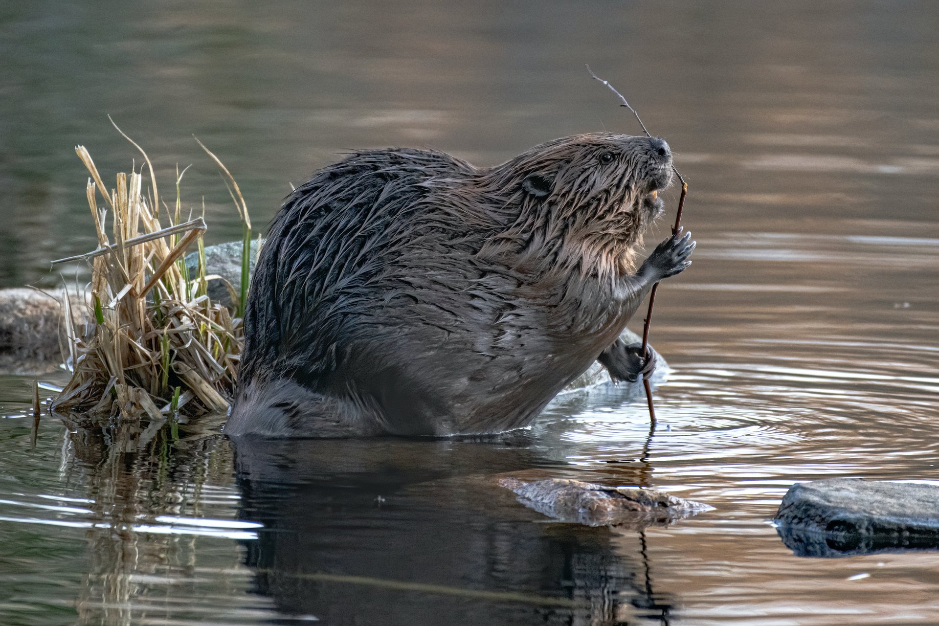 A beaver sitting on a log in the water, with its front paws grasping a stick.