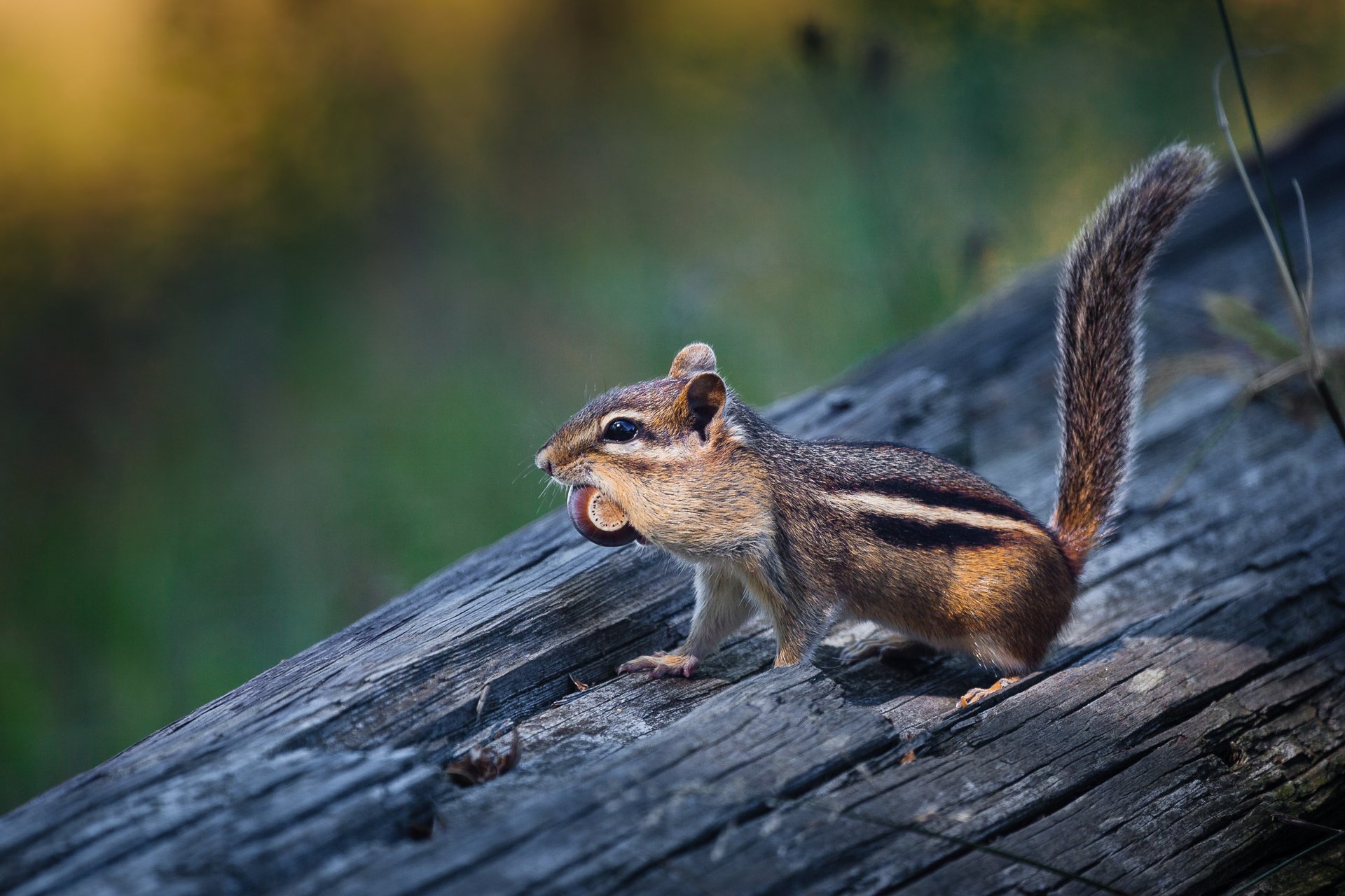 Chipmunk with acorn in it's mouth