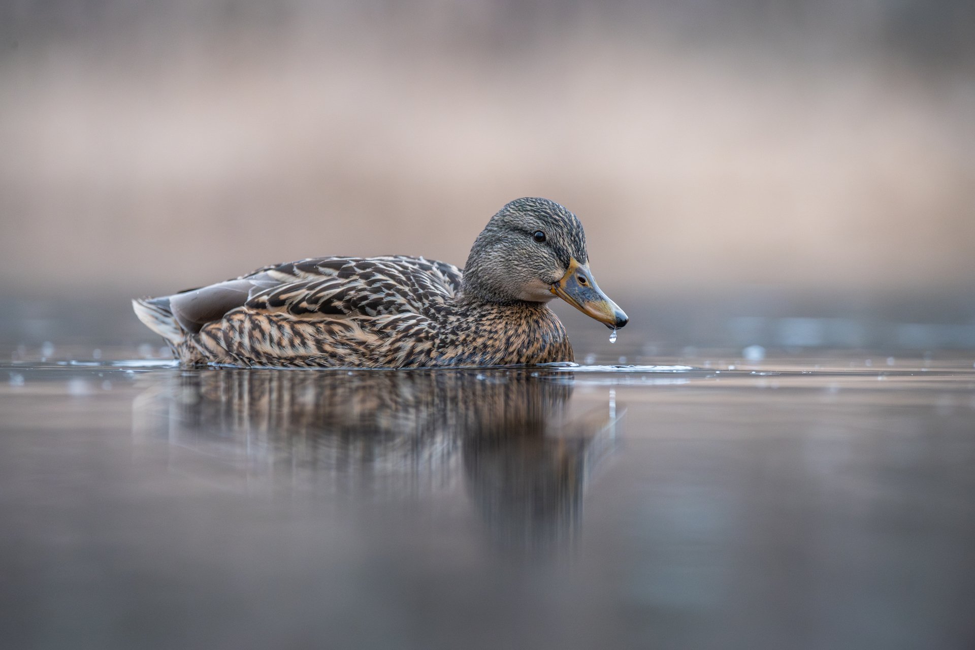 Female mallard on water