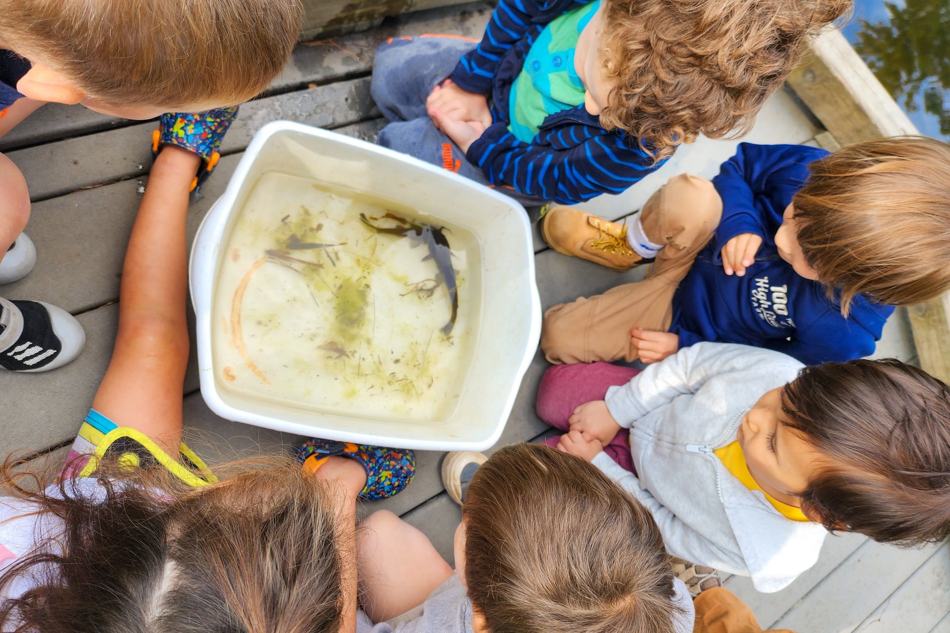 A group of Berkshire Nature Camp campers huddled around a white bin that contains pond water and a live fish