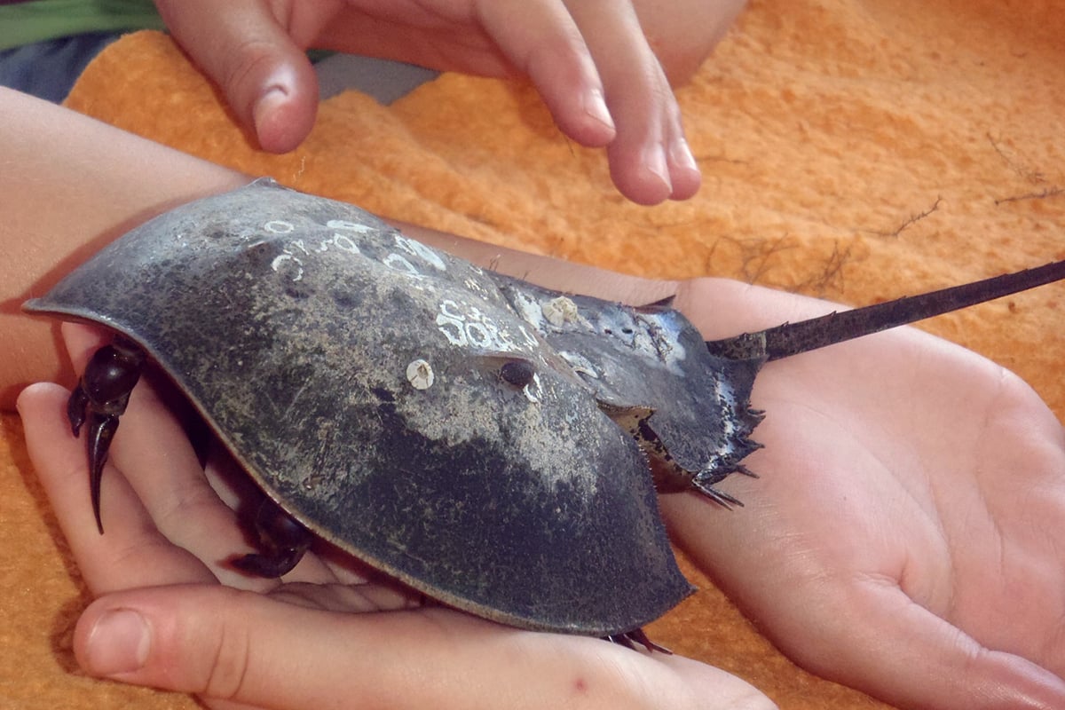 Holding Horseshoe Crab at Joppa Flats