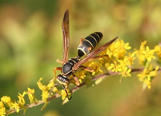 Paper wasp © Whitney Cranshaw, Colorado State Univ., Bugwood.org