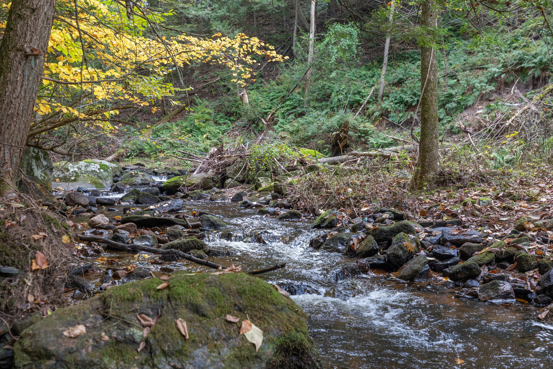 Steam running through a forest in fall