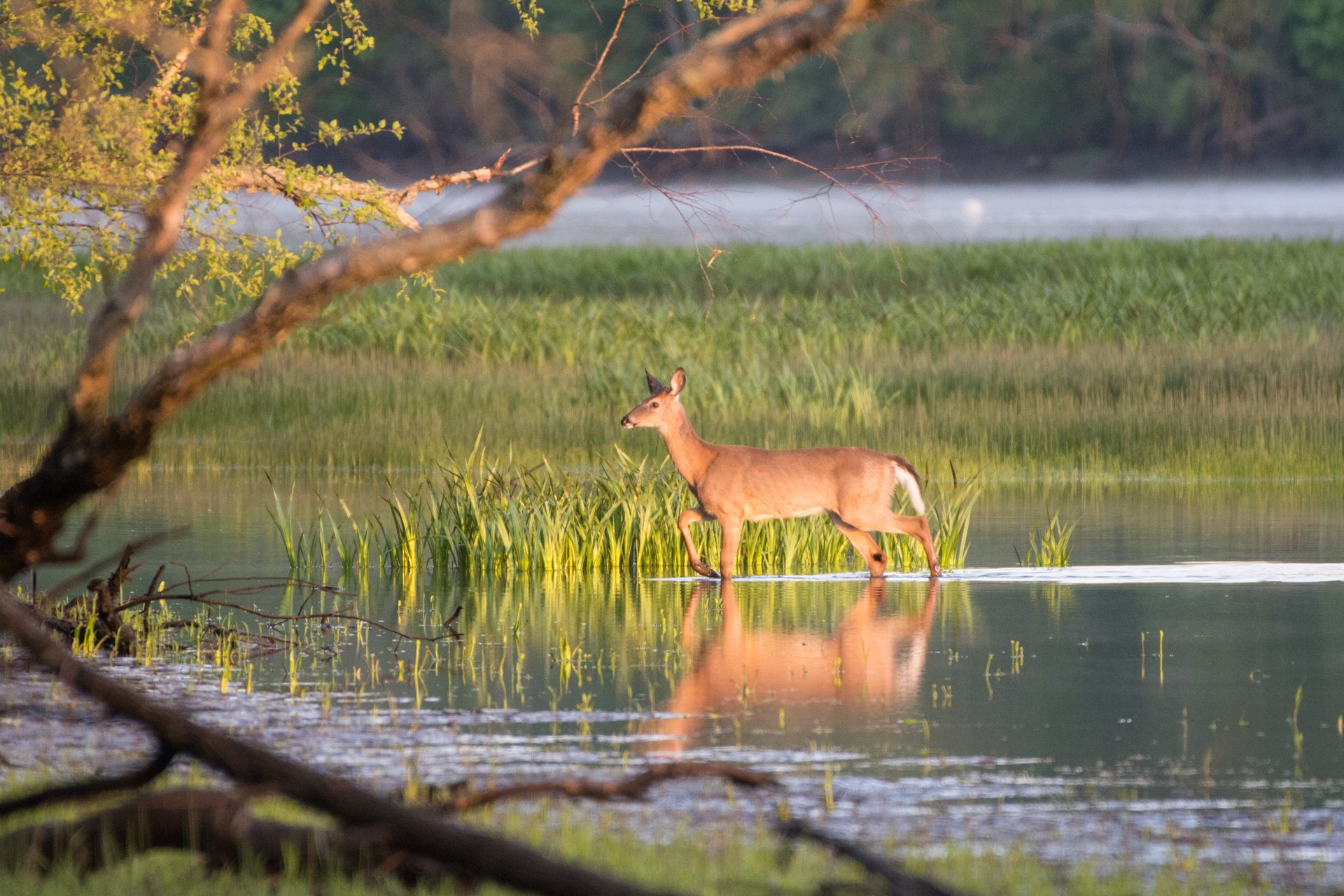 A deer stepping through shallow water, tall grass behind it.