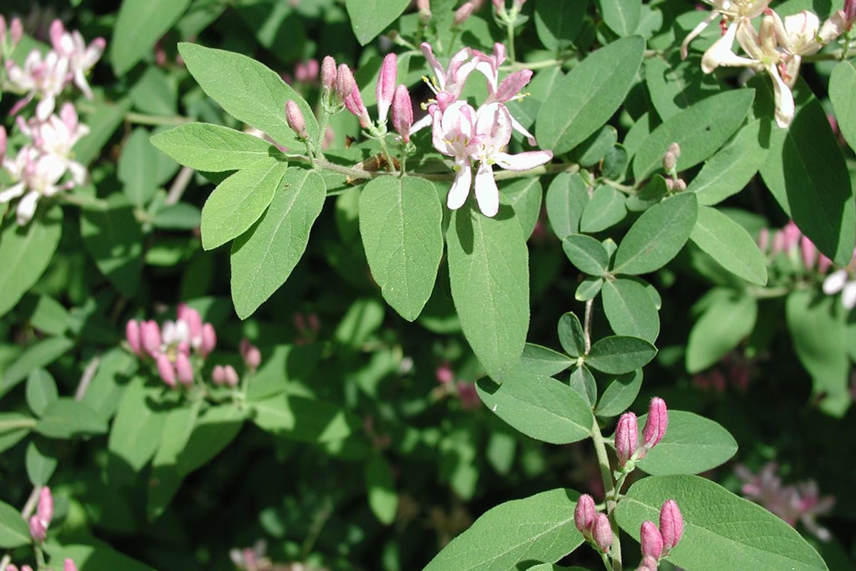 bush honeysuckle leaves with white and pink flowers