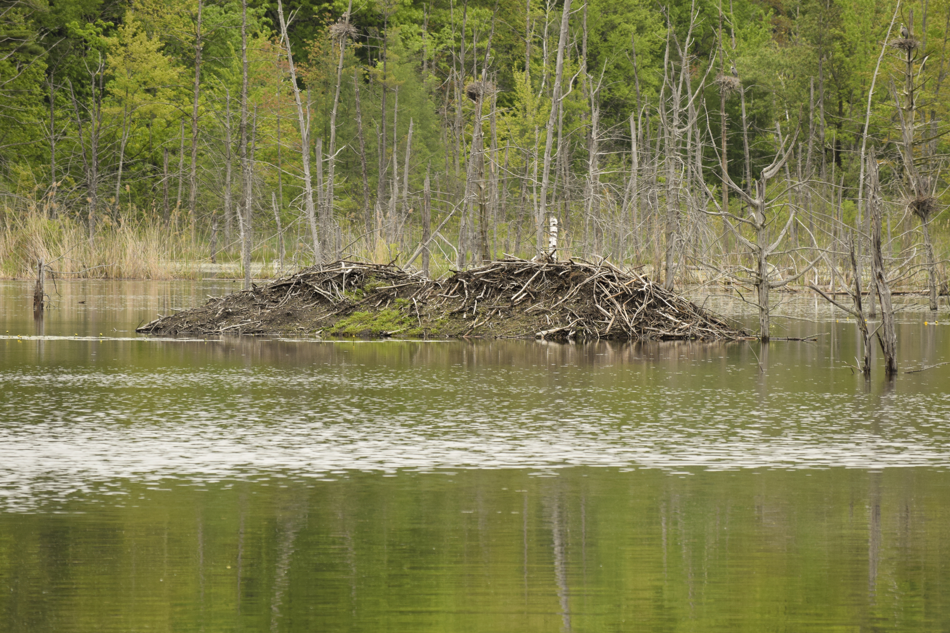 Beaver dam in water