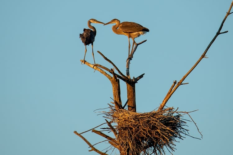 Two Great Blue Herons standing on a dead tree above a bulky nest.