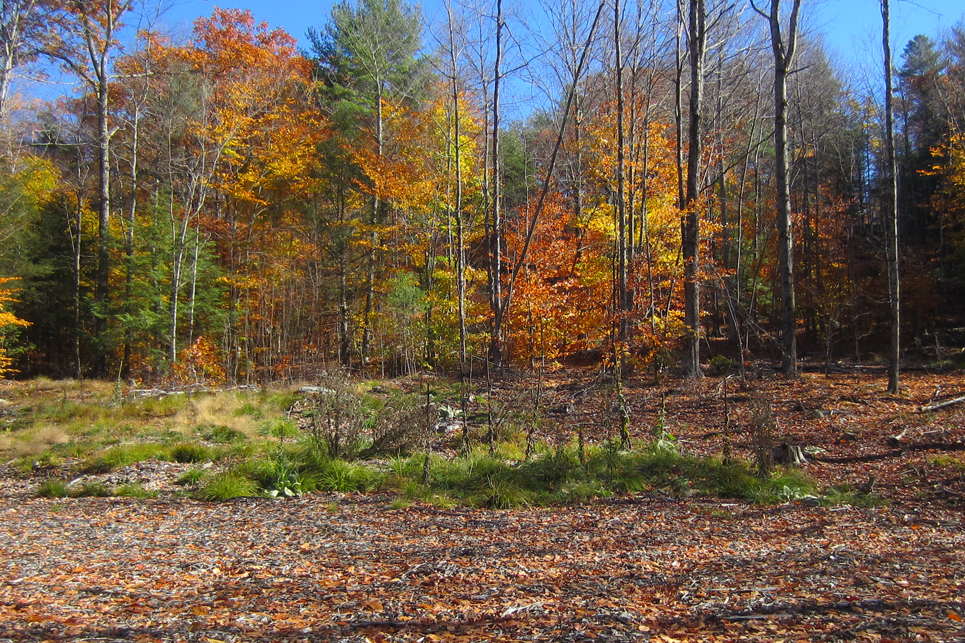 open area with fall forest in backgroun