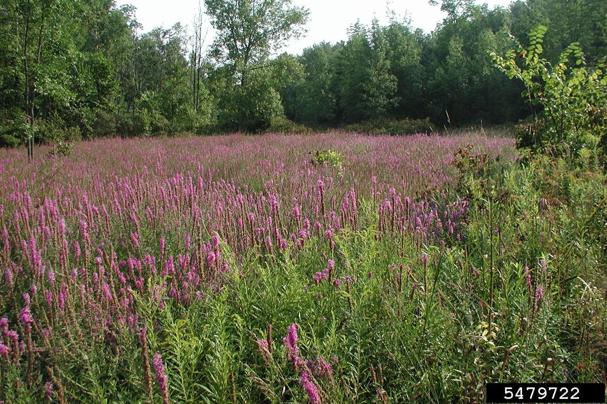 Purple Loosestrife infestation