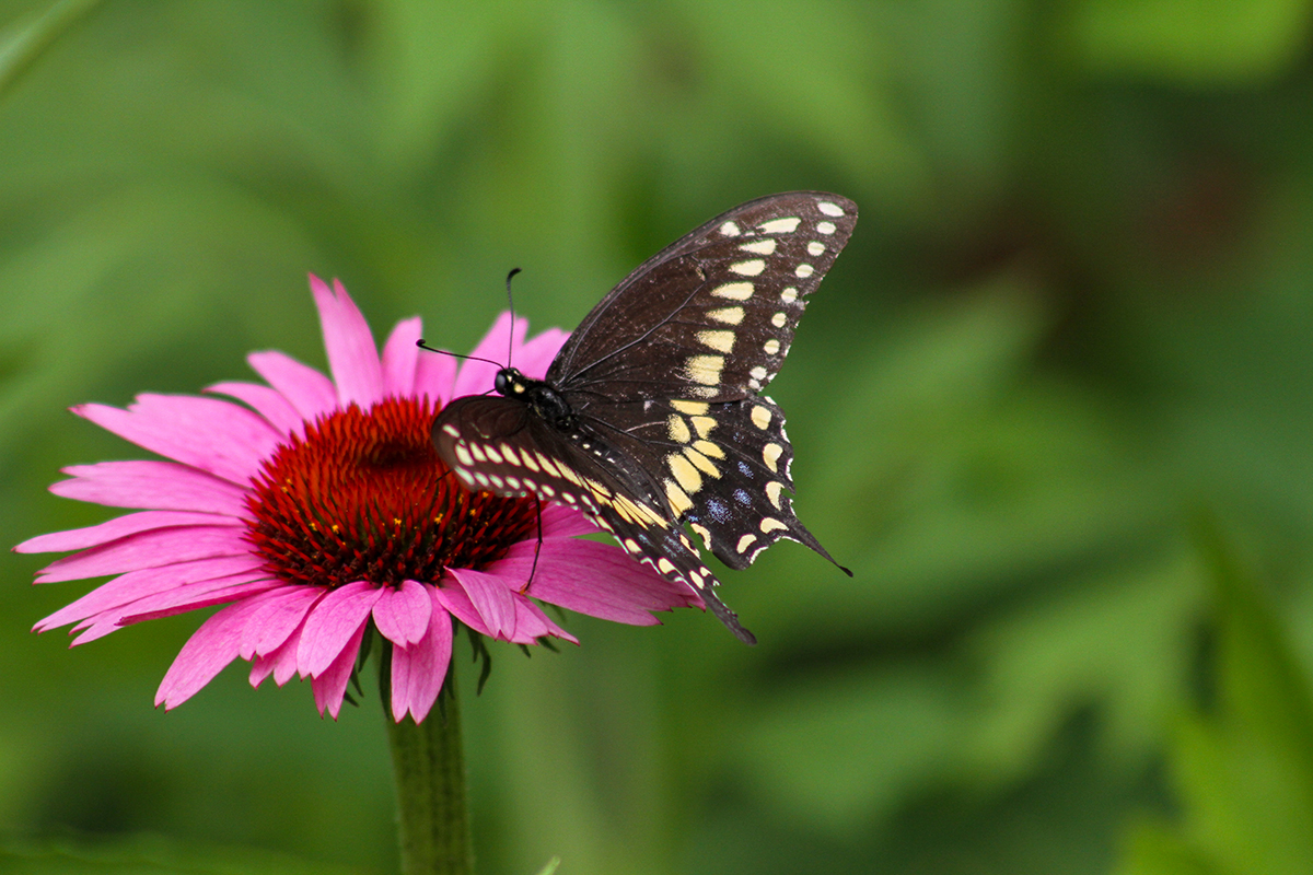 black butterfly with yellow stripes on bottom on a pink flower