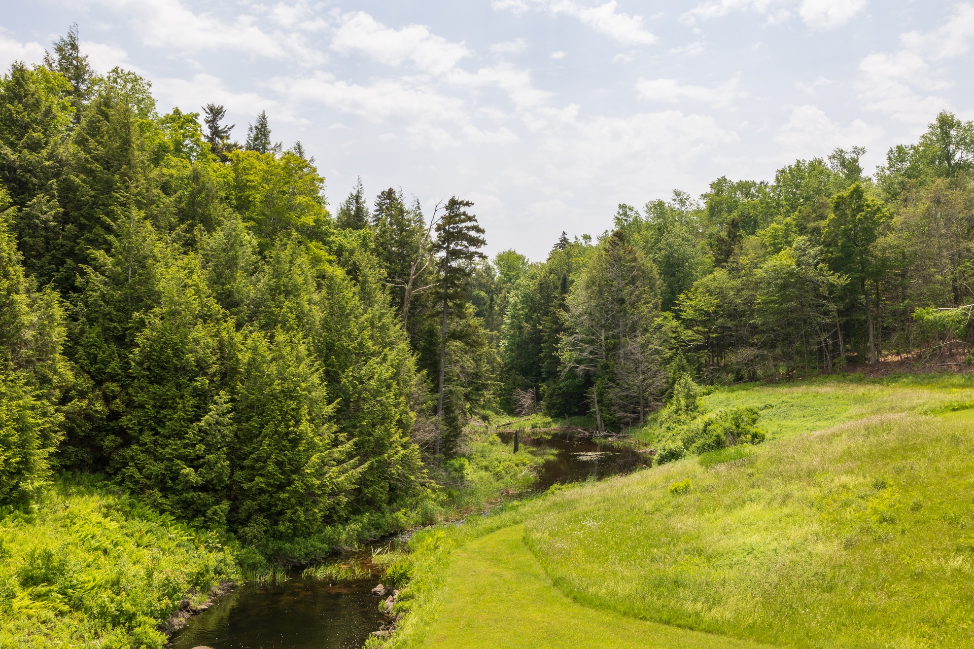 Rolling green hills leading into a stream at the edge of a forest