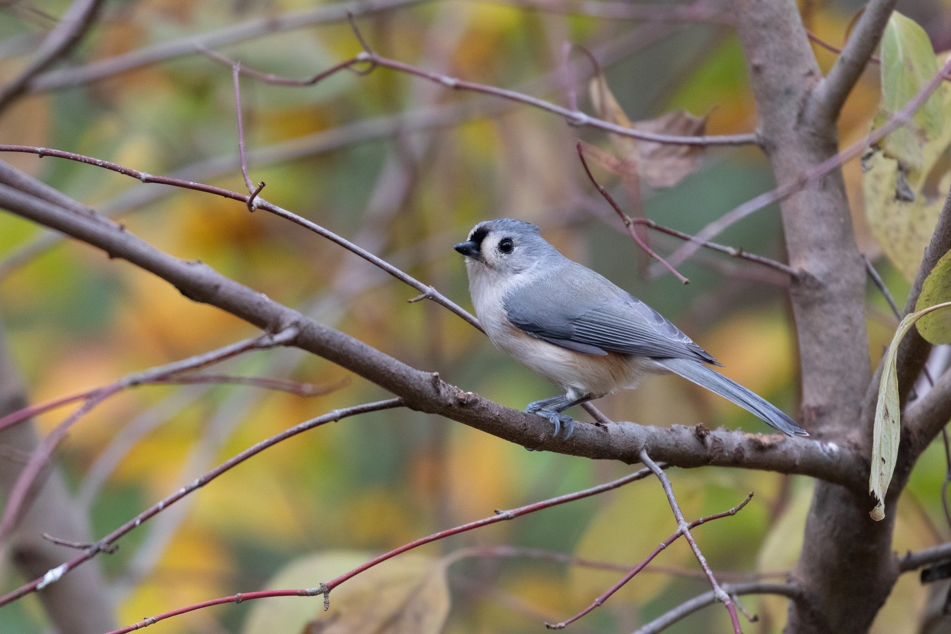 A Tufted Titmouse perches on a bare branch.