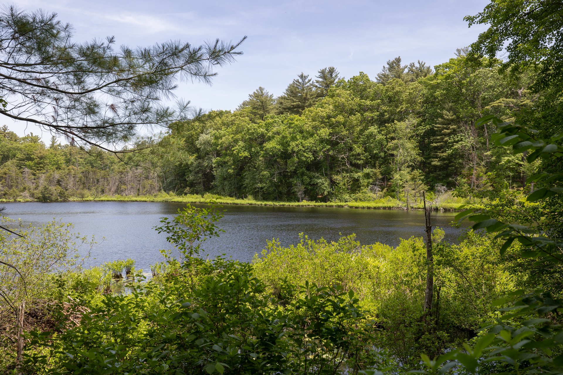 trees and shrubs in foreground and pond in background